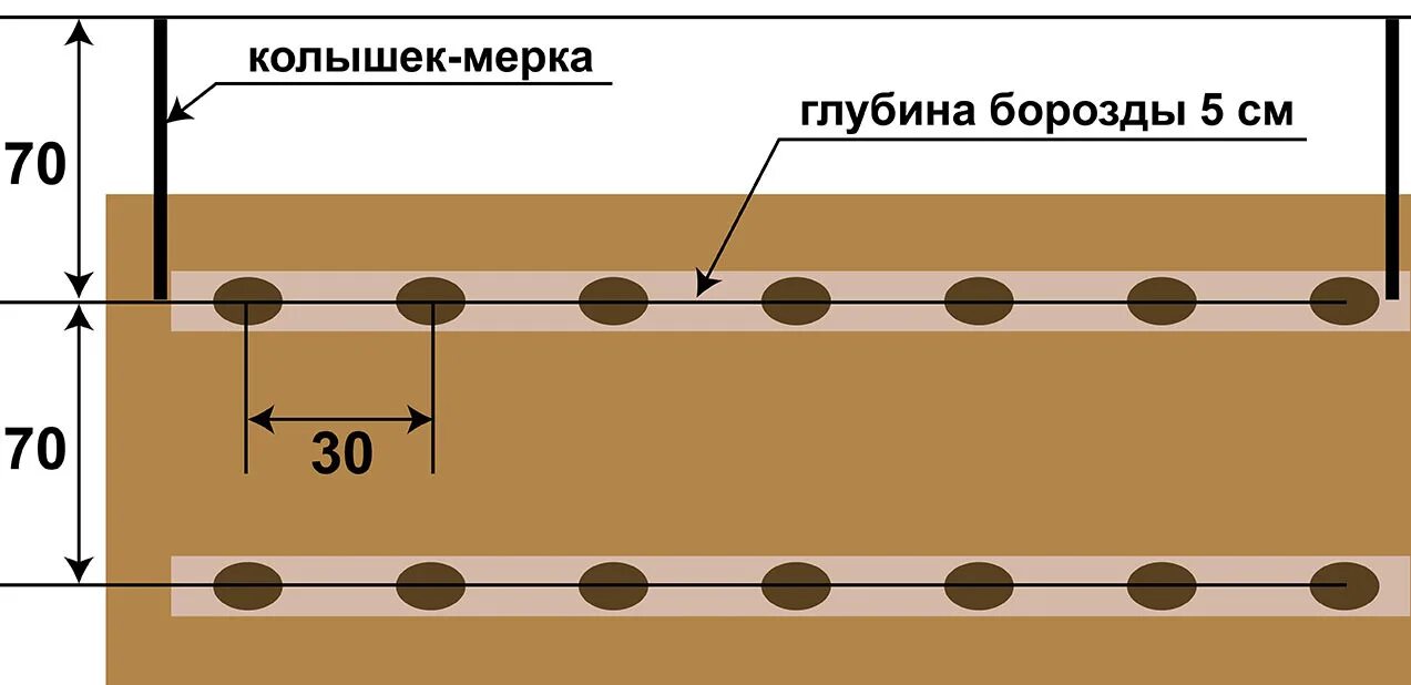 На каком расстоянии сажать картошку друг. Посадка картофеля в траншеи схема. Картофель схема посадки в открытый грунт. Как правильно сажать картошку схема. Схема посадки картофеля в бороздки.