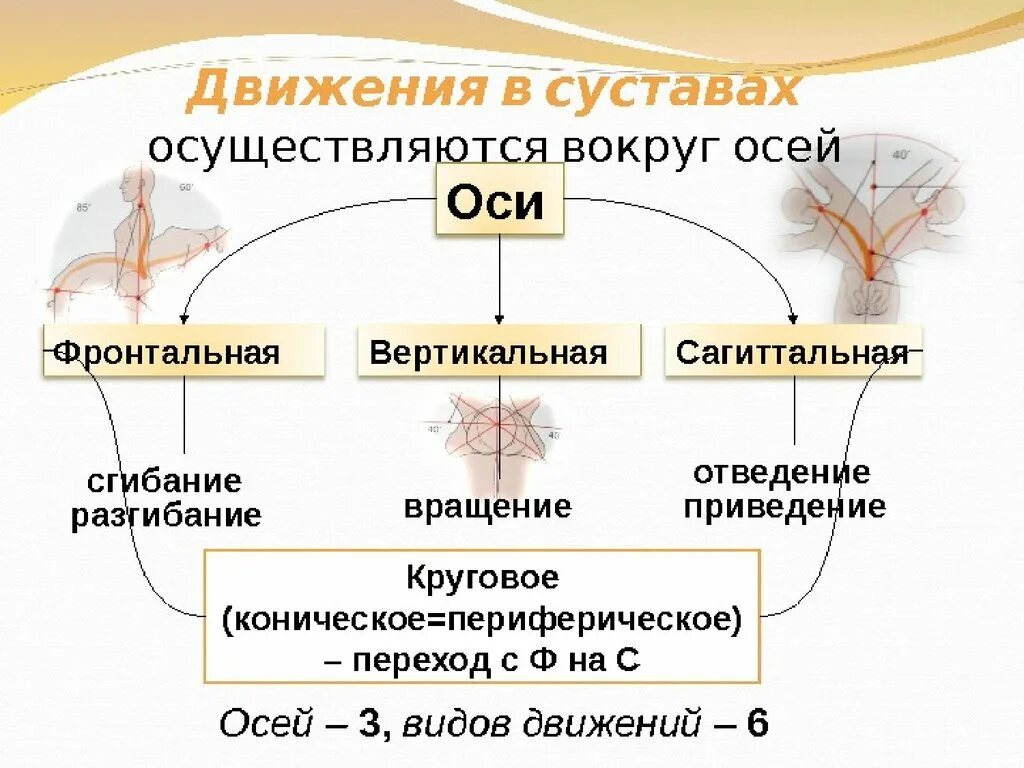 Какие движения происходят. Оси вращения суставов в анатомии. Перечислите основные движения в суставах. Оси вращения и движения в суставах. Плоскости движения суставов.