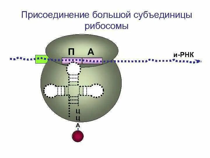 Взаимосвязь ядра и рибосом. Субъединицы рибосом. Субъединицы РНК. Присоединение рибосом. РНК В большой субъединице рибосом.
