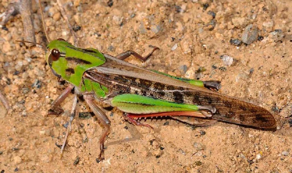 Среднеазиатская саранча. Саранча перелетная locusta migratoria. Азиатская саранча тип. Личинка азиатской перелетной саранчи. Личинка азиатской перелетной саранчи.