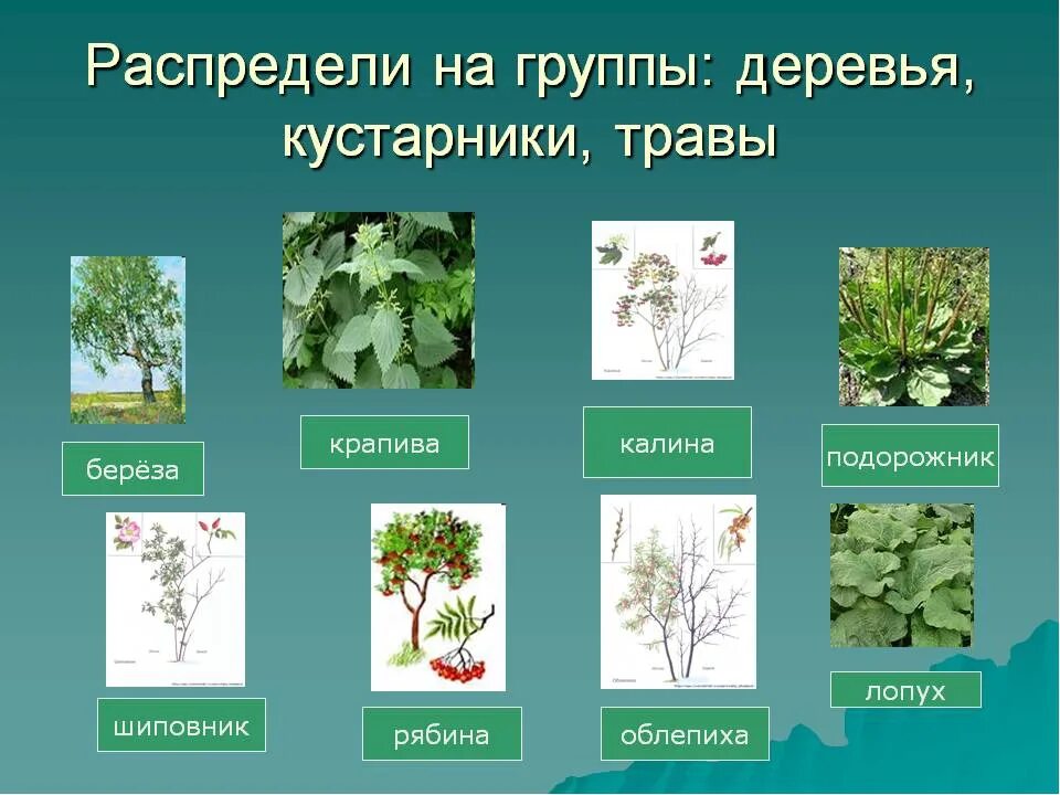 Береза экологическая группа. Название кустарников и трав. Деревья кустарники травы. Дерево куст трава. Дерево кустарник травянистое растение.