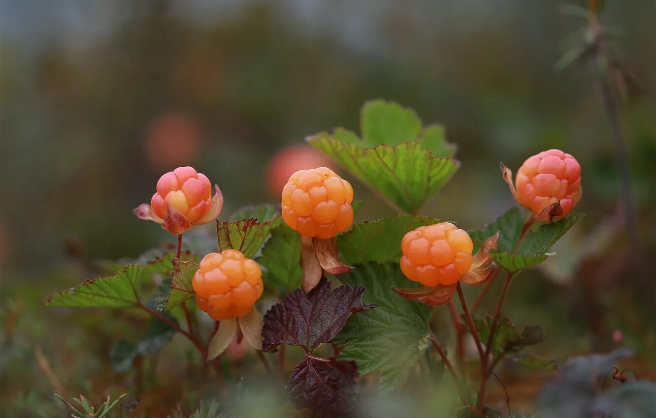 Cloudberry. Морошка Арктическая. Северная ягода Морошка. Княженика ягода и Морошка. Царская ягода Морошка.