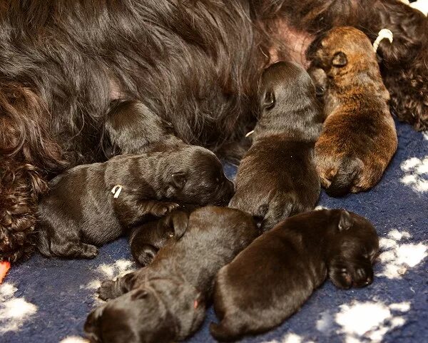 Выводок щенков. Щенки 1 неделя. Щенки в помете. Щенки одного помета. Щенок 1 неделя