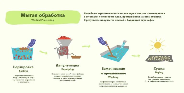 Как происходит процесс обработки кофейных зерен. Как происходит процесс обработки кофейных зерен
