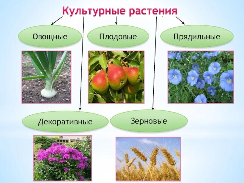 Культурные растения. Цветы дикорастущие и культурные. Декоративные и дикорастущие растения. Декоративные культурные растения.