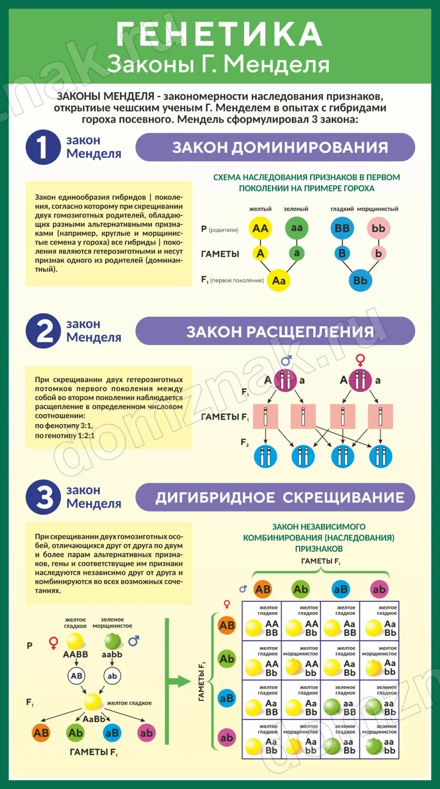 Генетик закон. Законы генетики. основные законы генетики. законы в генетике. законы генетики биология.