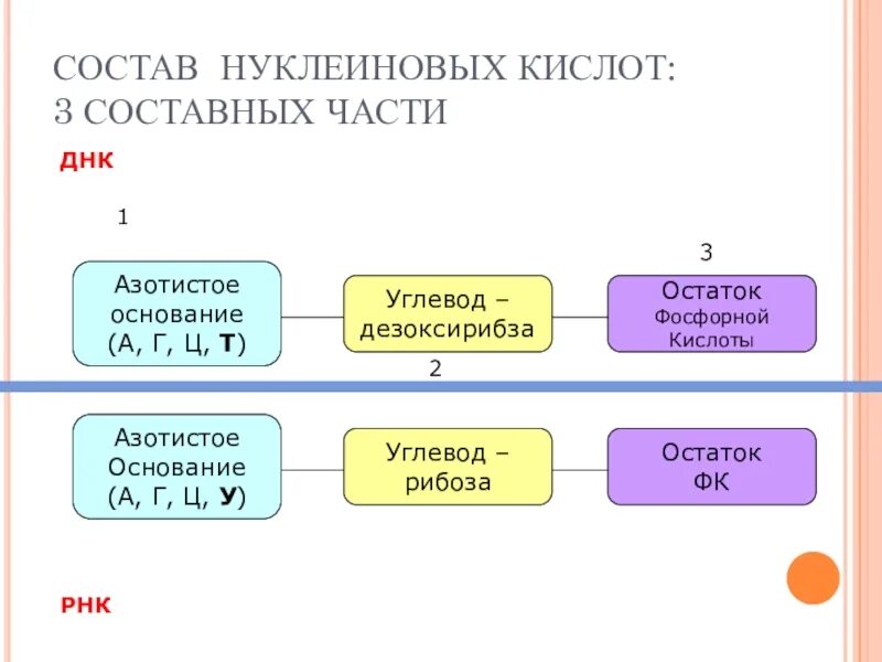 Элементы состава нуклеиновых кислот. Состав нуклеиновых кислот. Нуклеиновые кислоты биология 9 класс. Химический состав нуклеиновых кислот. Функции нуклеиновых кислот 9 класс.