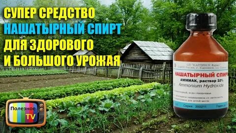 Нашатырь для рассады помидор
