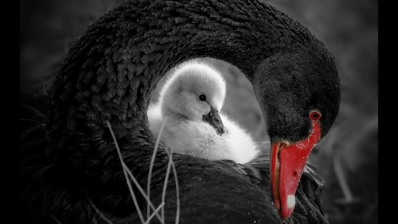 Swan baby. Swans co. The great annihilator. Обложки альбомов swan. Swans co.