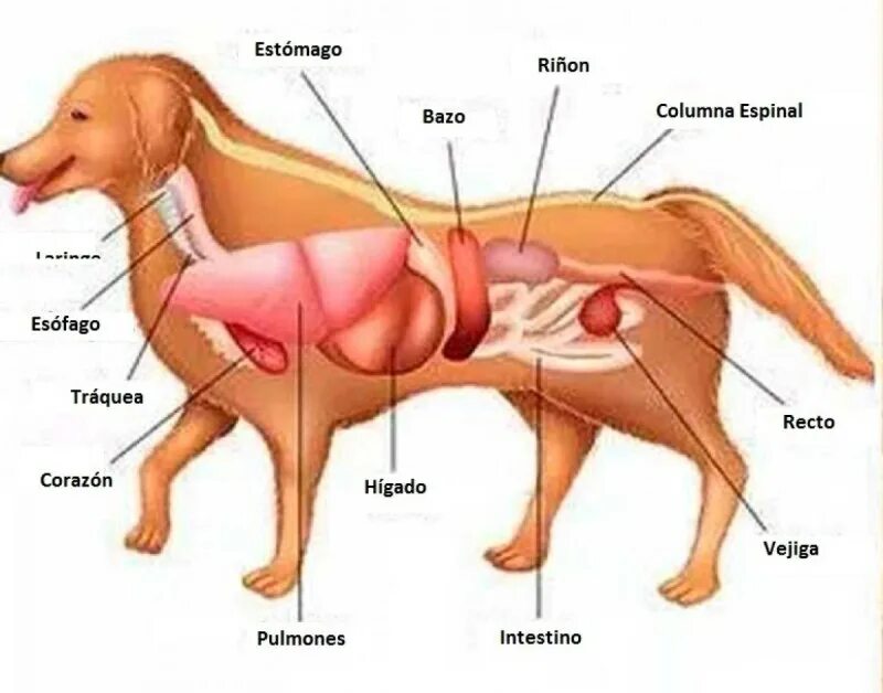 Анатомия чихуахуа внутренние органы. Анатомия селезенки собаки. Анатомия брюшной полости собаки. Анатомия шпица органы. Сердце собаки расположено