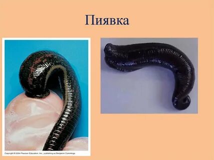 Пиявка какой тип червей