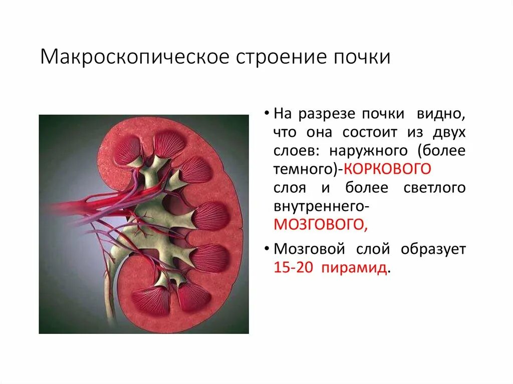 Работа почек человека. Строение органов почки. Макроскопическое строение почки. Макроскопическое строение пос4и. Микро и макроскопическое строение почек.