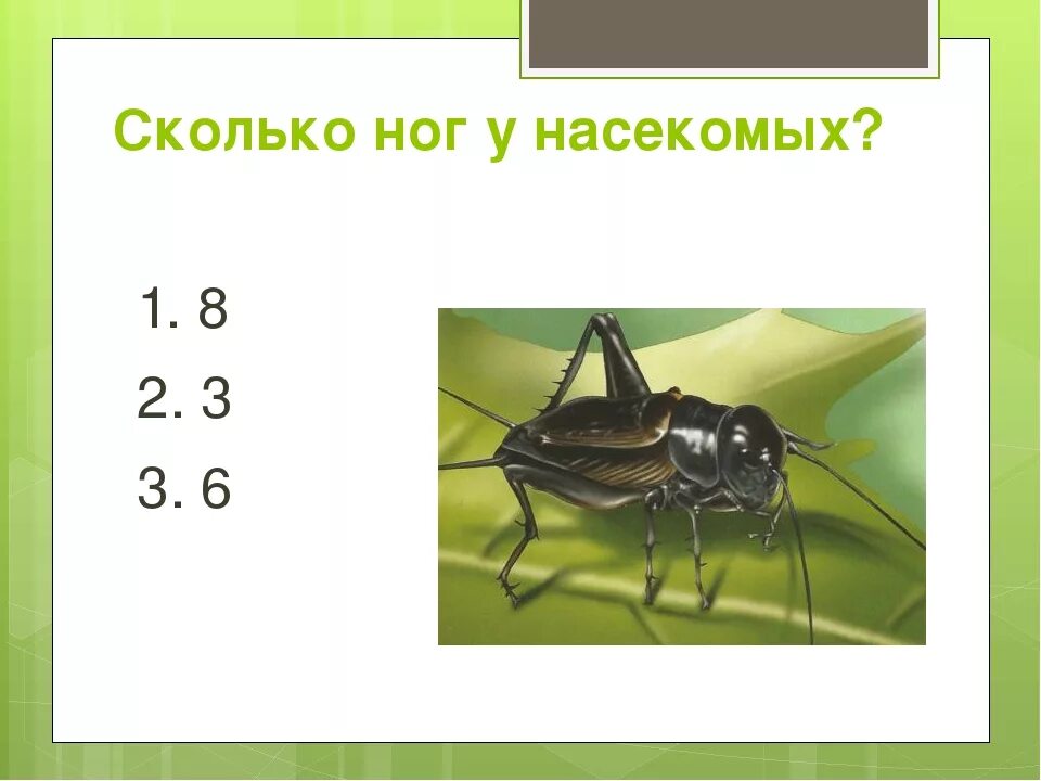 Сколько пар ног насекомых 1 класс