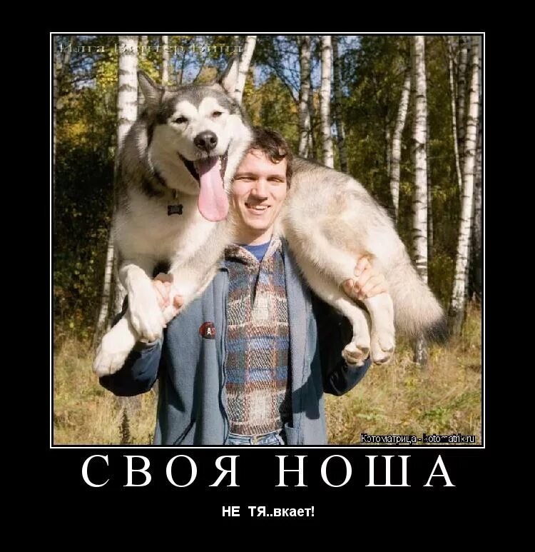 Хаски с хозяином. Самоедская собака алабай. Человек убирает лайки. Сибирский хаски и немецкая овчарка. Щенки зсл борисенко.