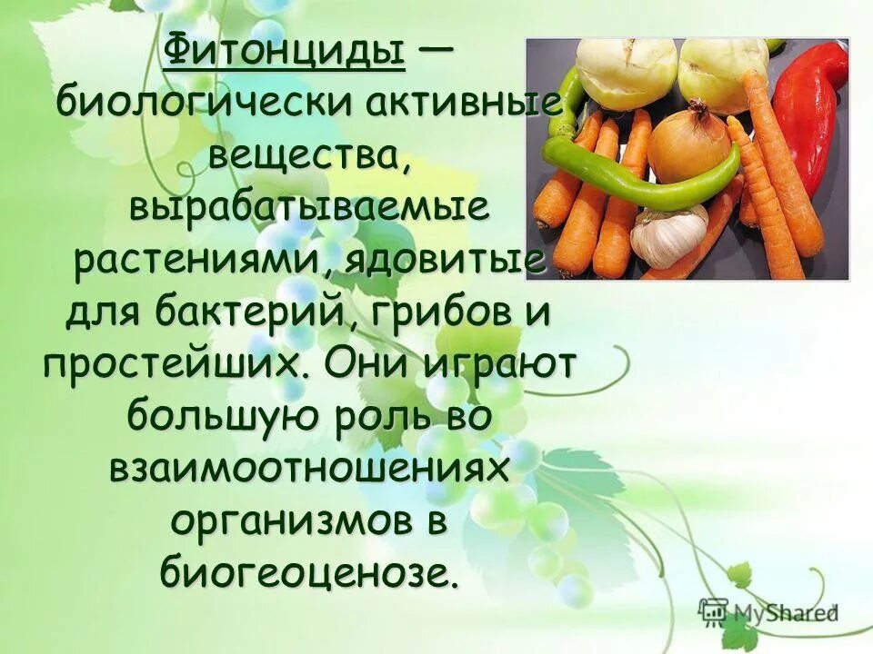 Фитонциды растений. Основными поставщиками фитонцидов являются. Фитонциды для человека. Растения выделяющие фитонциды. Фитонциды в овощах.