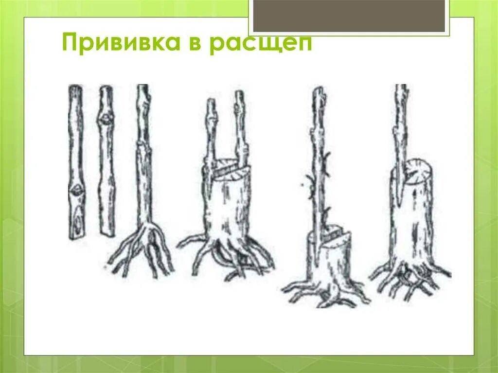 Размножение деревьев черенками. Вегетативное размножение корневыми черенками. корневые черенки яблони. размножение яблони отводками. размножение яблони черенкованием.