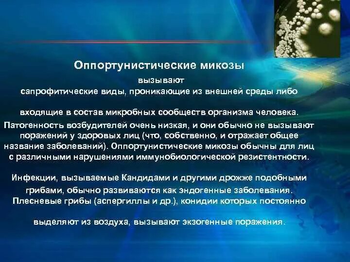 Возбудители оппортунистических микозов
