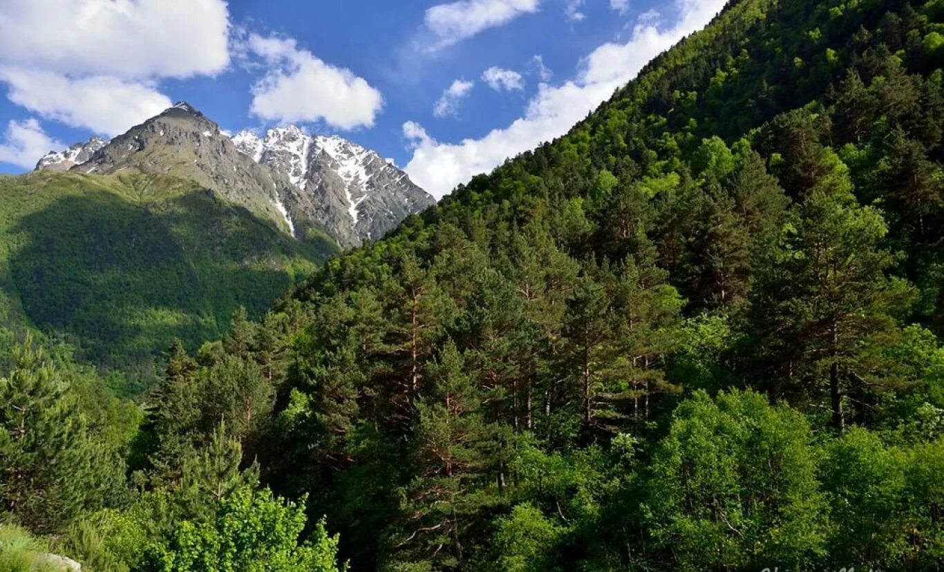 Лесные северного кавказа