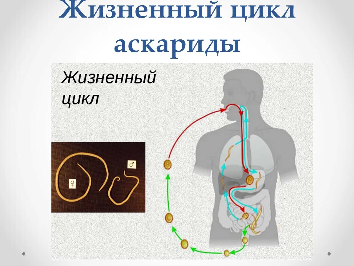 Человеческой аскаридой и человеком. Жизненный цикл аскариды человеческой. Цикл развития аскариды человеческой. Цикл развития аскариды человеческой ЕГЭ. Цикл развития аскариды 8 класс.