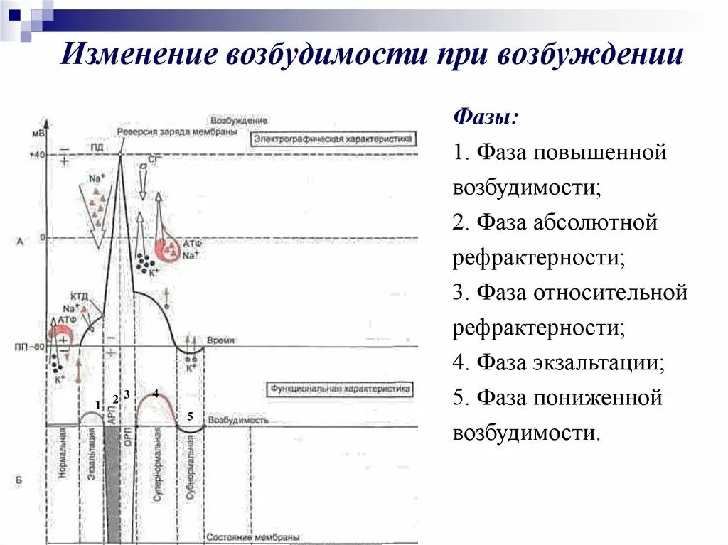 Фазы потенциала действия и фазы возбудимости. Изменение возбудимости мышечного волокна в процессе возбуждения. Физиология график изменения возбудимости. Фазы изменения потенциала действия и возбудимости.