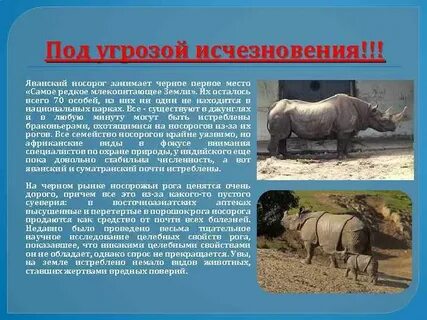 Носорог описание