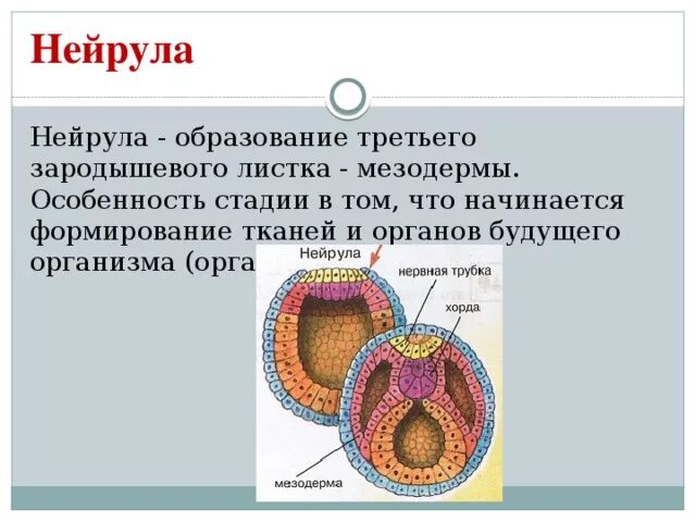 Эпителий развивающийся из мезодермы