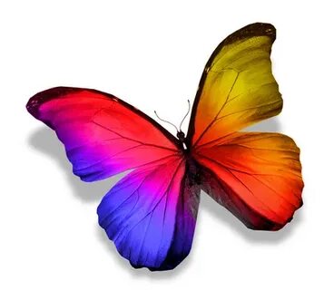 Couleur papillon