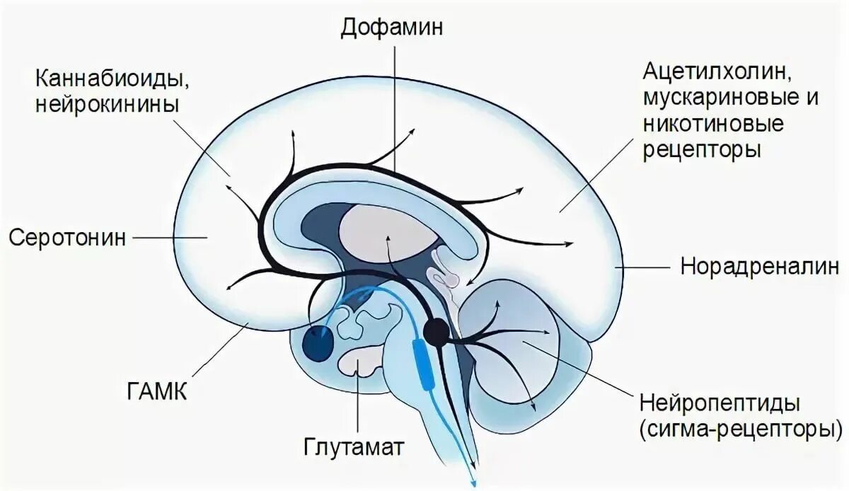 Дофаминовые рецепторы головного мозга. Медиаторы головного мозга. Нейромедиаторы головного мозга. Нейромедиаторные системы мозга.