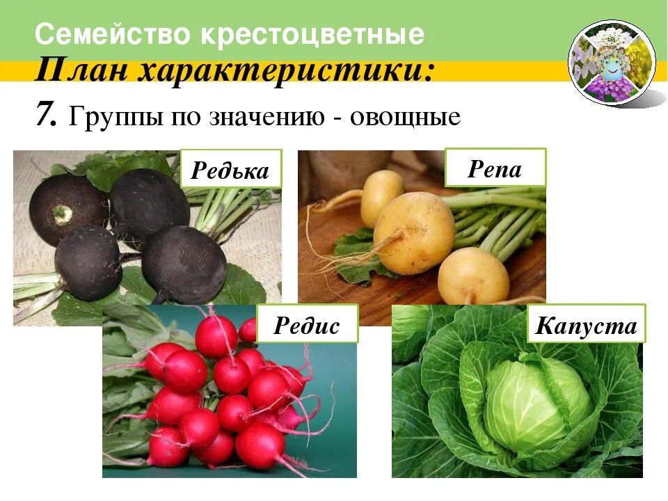 Редис двудольное