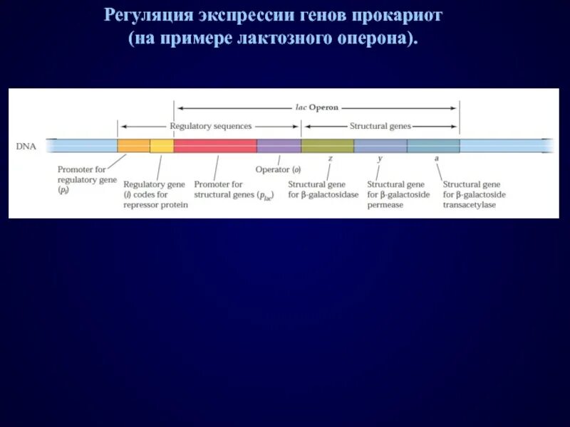 Регуляция генов прокариот. Схема регуляции экспрессии генов (лактозный оперон). Схема регуляции лактозного оперона. Регуляция экспрессии генов у прокариот оперон. Регуляция транскрипции у прокариот и лактозный оперон.