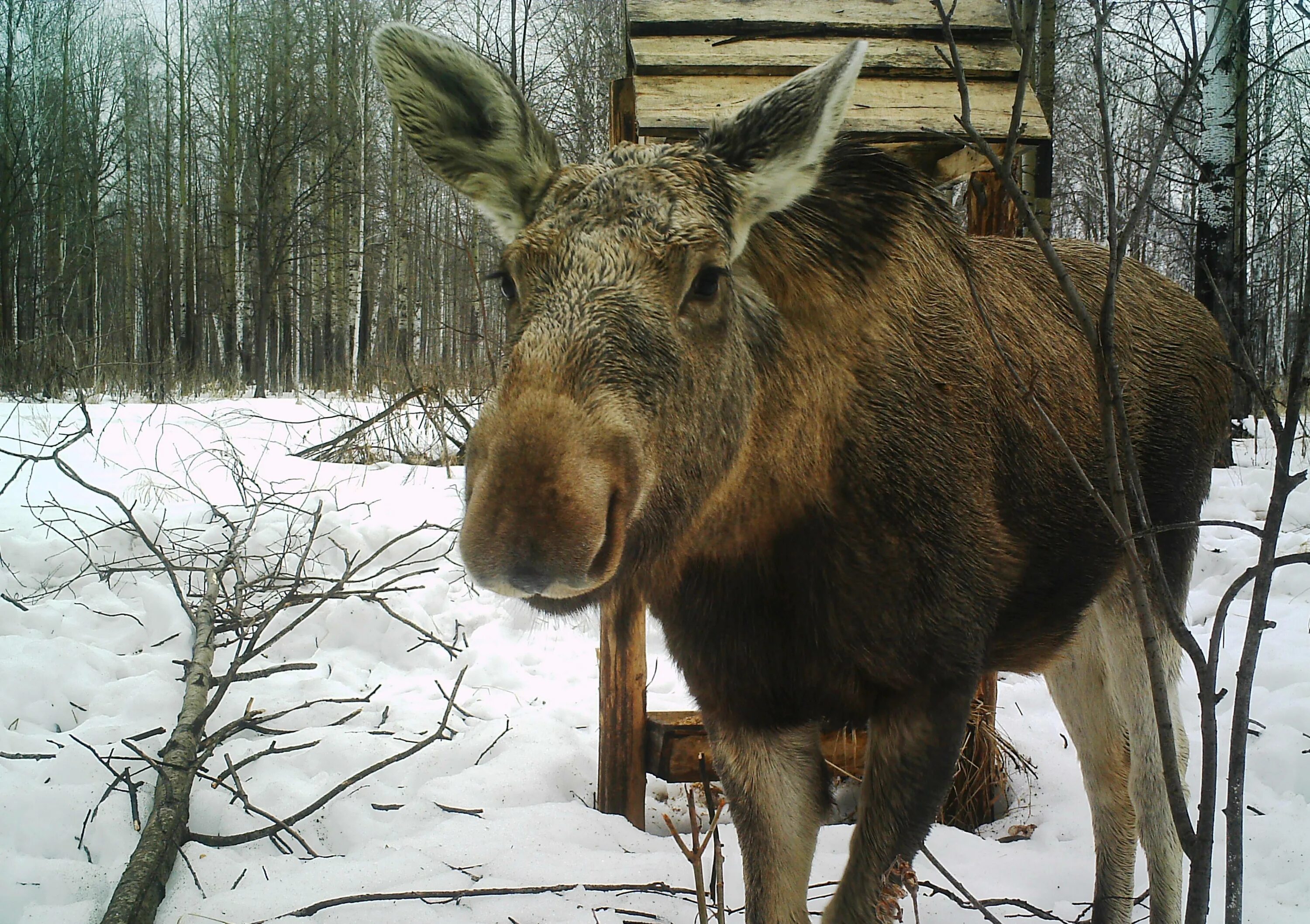 Лоси омск