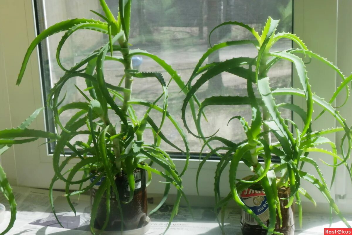 бонсай столетника. ухаживание за алоэ. алоэ в интерьере. алоэ миднайт. столетник на подоконнике.