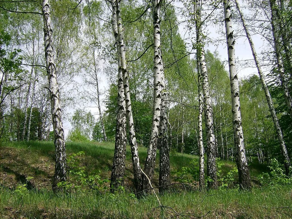 Агашина Березка. Березка в Волгограде. Растёт в Волгограде берёзка. Береза в Волгограде.