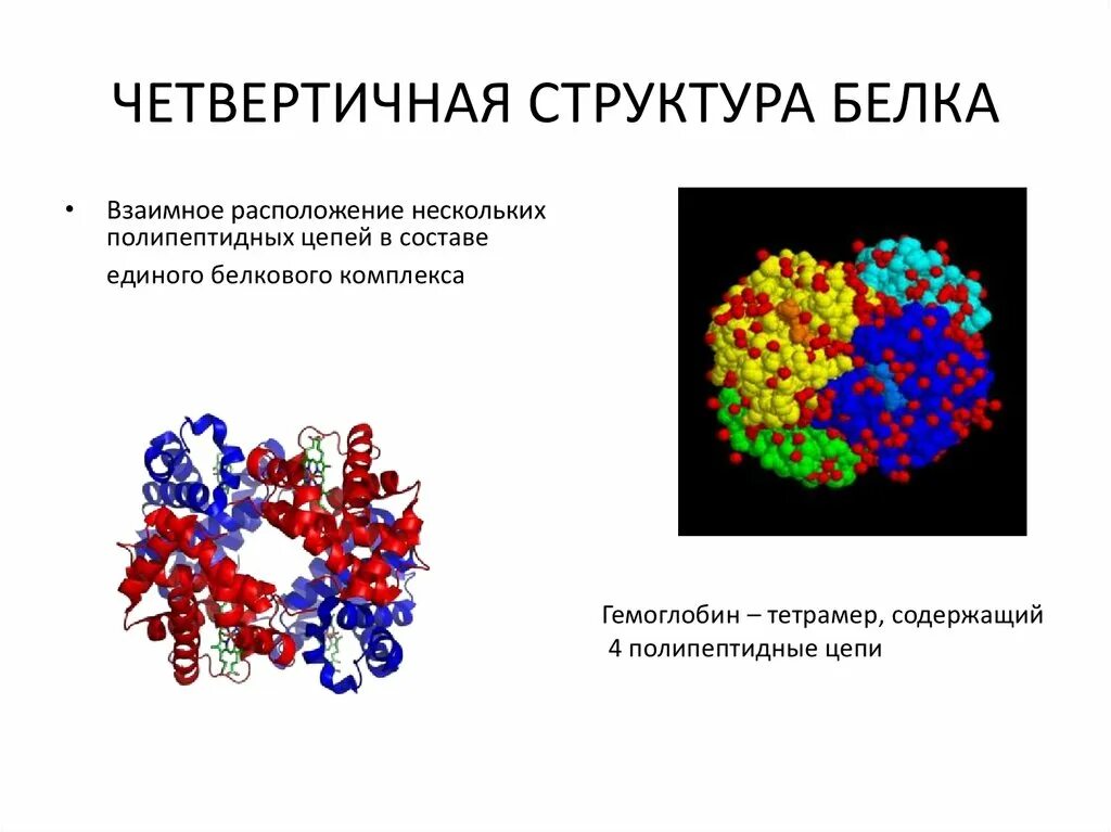 Функции четвертичной структуры белка. Четвертичная структура белка это структура. структуру белков четвертичная структура. белки с четвертичной структурой. четвертичная структура белка строение.