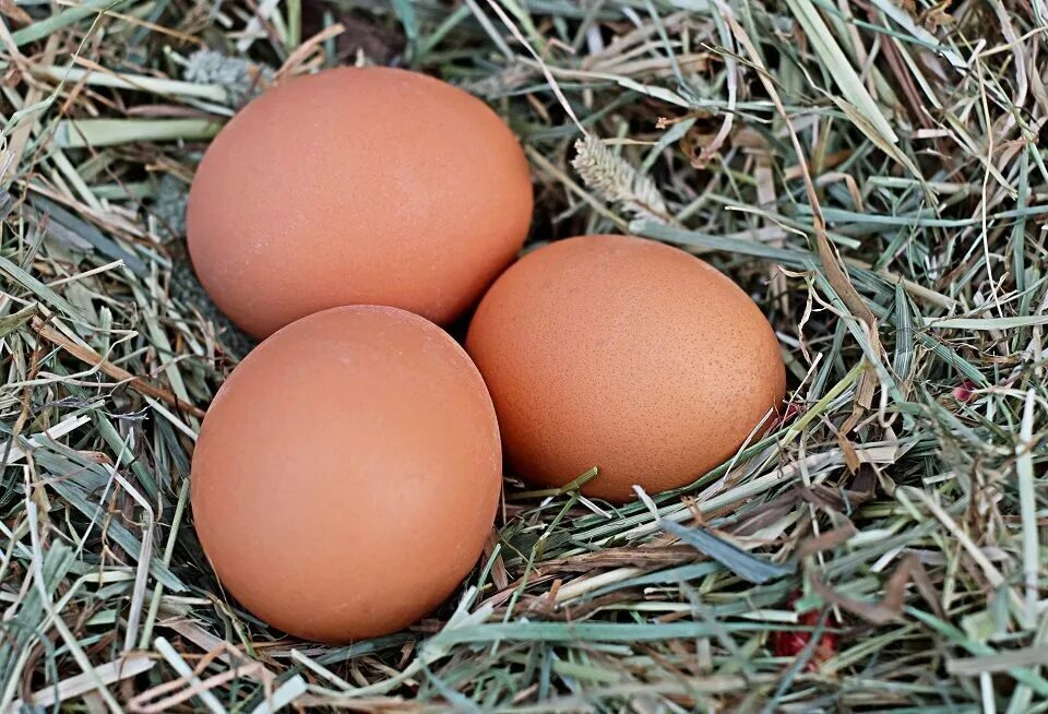 Яйцо куриное. Яйца кур. Домашние куриные яйца. Курица с яйцами.