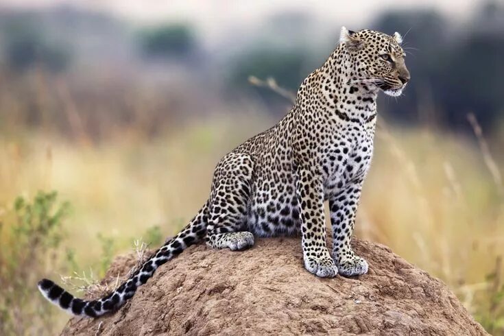 These Animals Are Commonly Confused With Others. Can You Tell The Difference? Wi