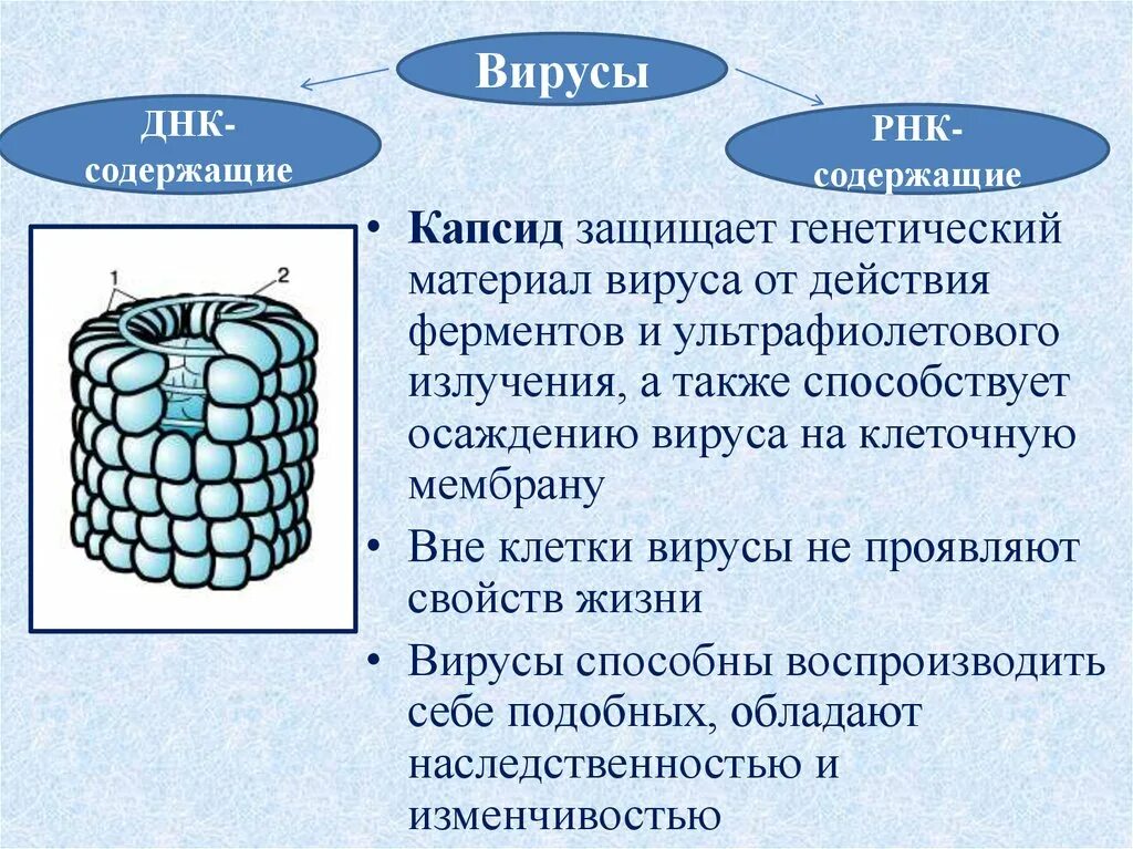 Вирусный капсид. Строение вириона герпесвирусов. Вирус герпеса вирус табачной мозаики бактериофаг. Вирион типы симметрии капсида. Икосаэдрический вирион.