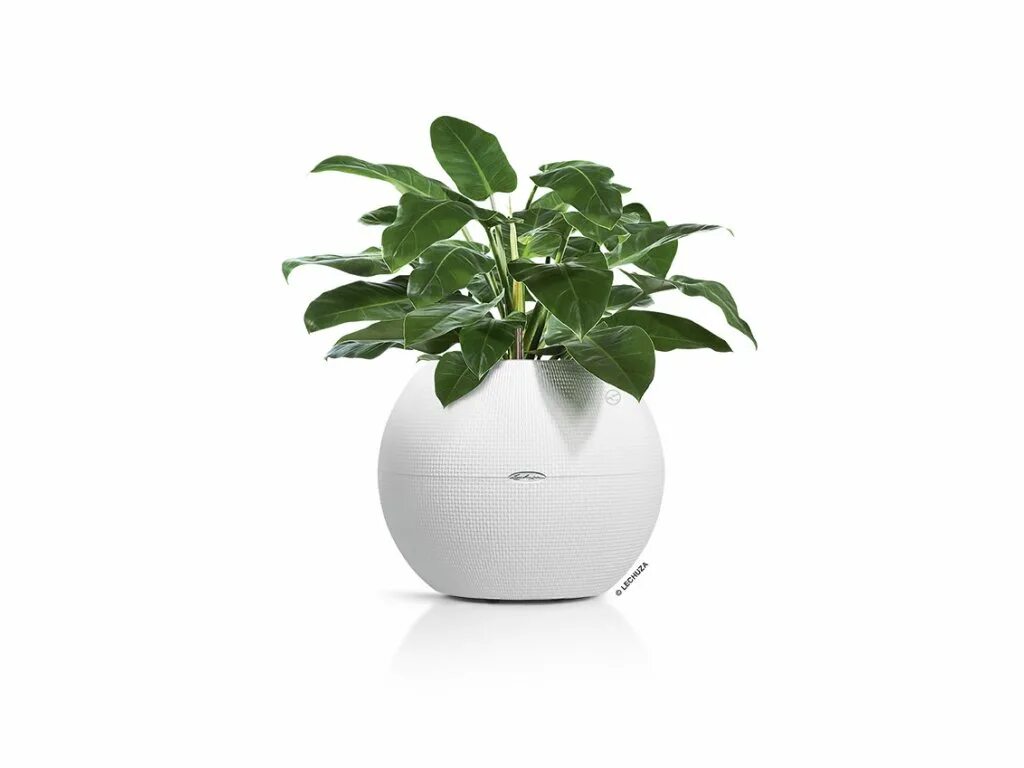 комнатные цветы цветущие зимой. комнатные растения. комнатные растения в феврале 2024 год. домашними цветы. тенелюбивые комнатные суккуленты.