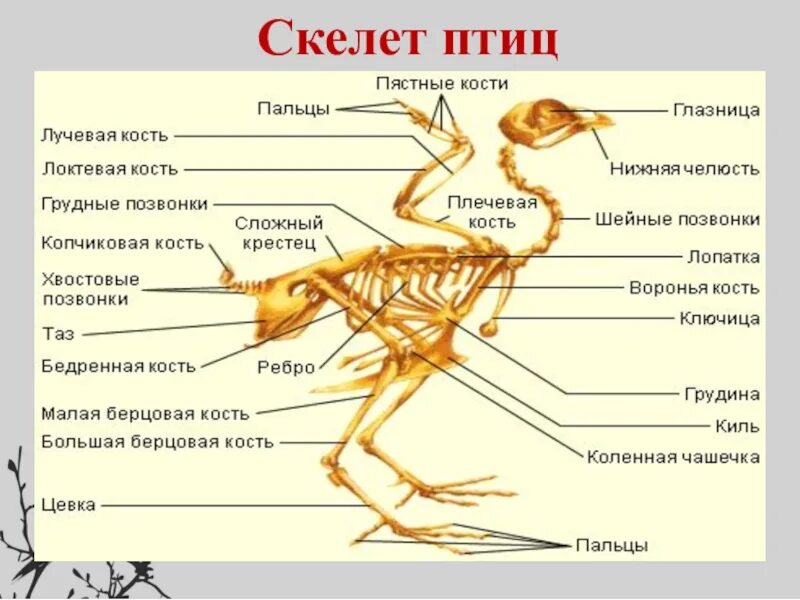 Что такое вилочка у птиц. Скелет птицы сбоку. Скелет птицы биология 8 класс. Строение кости скелета птицы. Скелет птицы 7 класс.