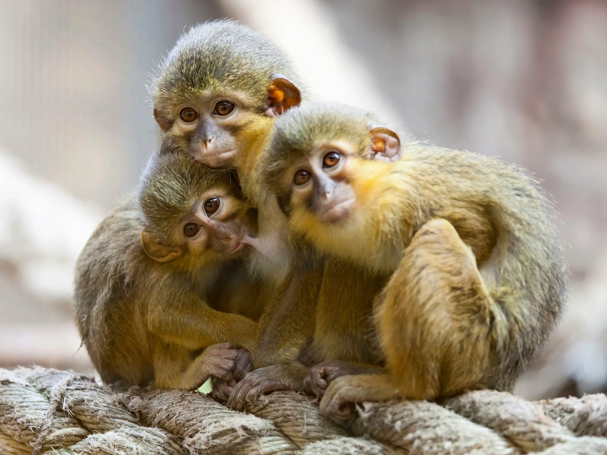 Кто такие обезьяны. Габонская крошечная мартышка. Редкие обезьяны. Четыре обезьяны. Африканские обезьяны.