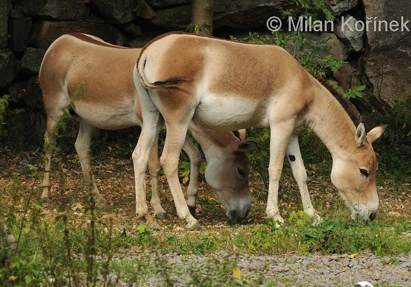 Погода в кулане. Equus hemionus kulan. Конгкондский Кулан. Животные Казахстана Кулан. Полуослы.