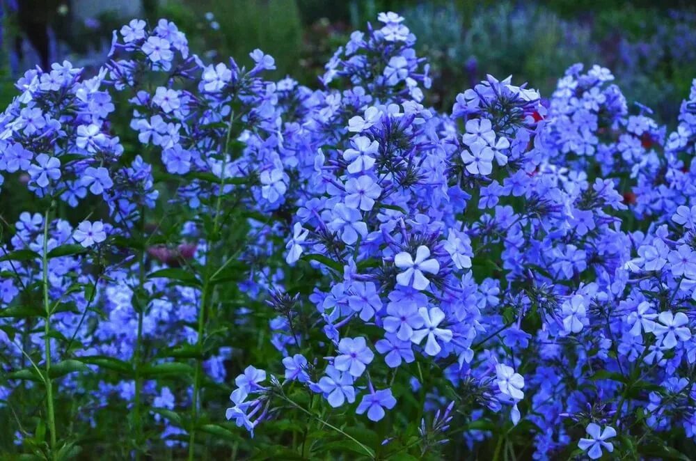 Флокс блю бой фото и описание. Флокс метельчатый 'Blue boy'. Флокс метельчатый Блю бой. Флокс Блю бой голубой. Флокс метельчатый голубой.