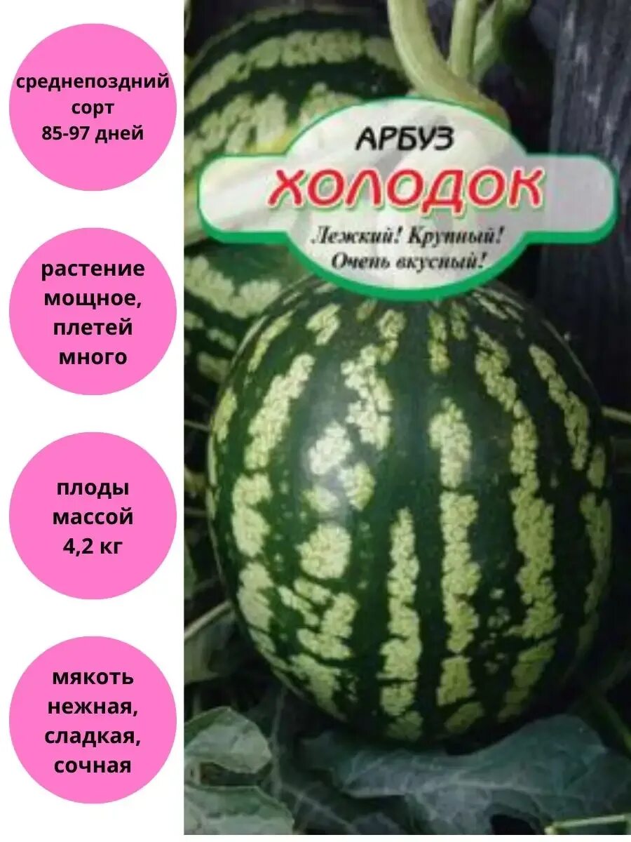 Арбуз холодок когда созревает. Астраханский сорт арбуза холодок. Арбуз холодок семена. Астраханский сорт арбуза холодок. Сорт арбуза холодок.