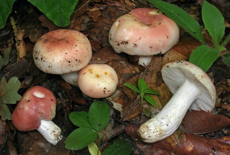 Грибы сыроежки съедобные как готовить. Russula vesca – сыроежка пищевая. сыроежка съедобные грибы. russula vesca гриб. белые сыроежки съедобные.