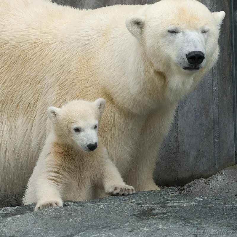 Показать видео какие бывают. Белый медведь. Разные породы медведей. Подвиды медведей. Семейство Медвежьи.