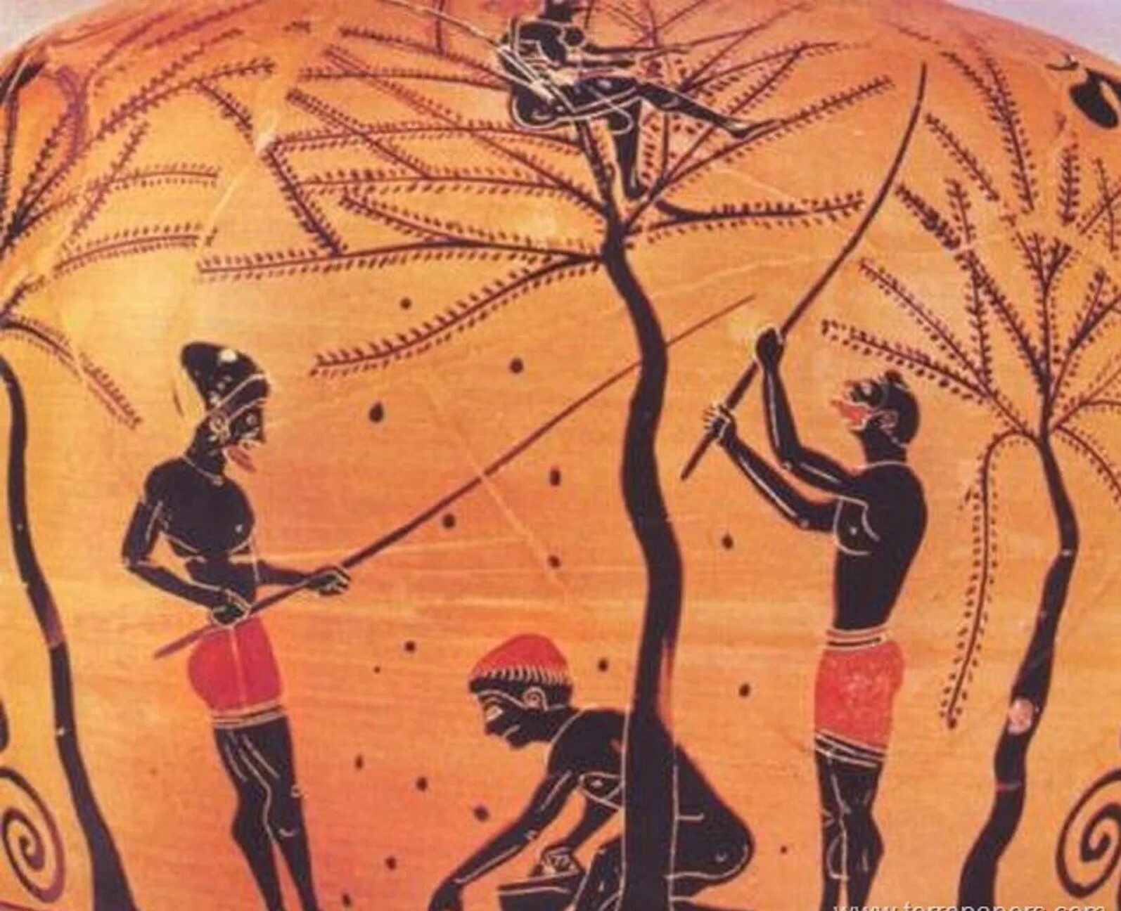 Греческий с маслинами и оливками. Оливковое дерево описание. Оливки в древней греции. Оливковое масло древних греков. Древняя финикия оливковые деревья.