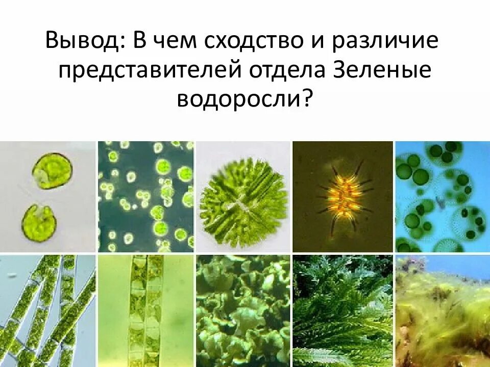 Рассмотрите изображение представители отдела зеленые водоросли. Хлорелла и вольвокс. одноклеточные водоросли хлорелла плеврококк. вольвокс спирогира улотрикс. спирогира вольвокс ульва хламидомонада хлорелла.