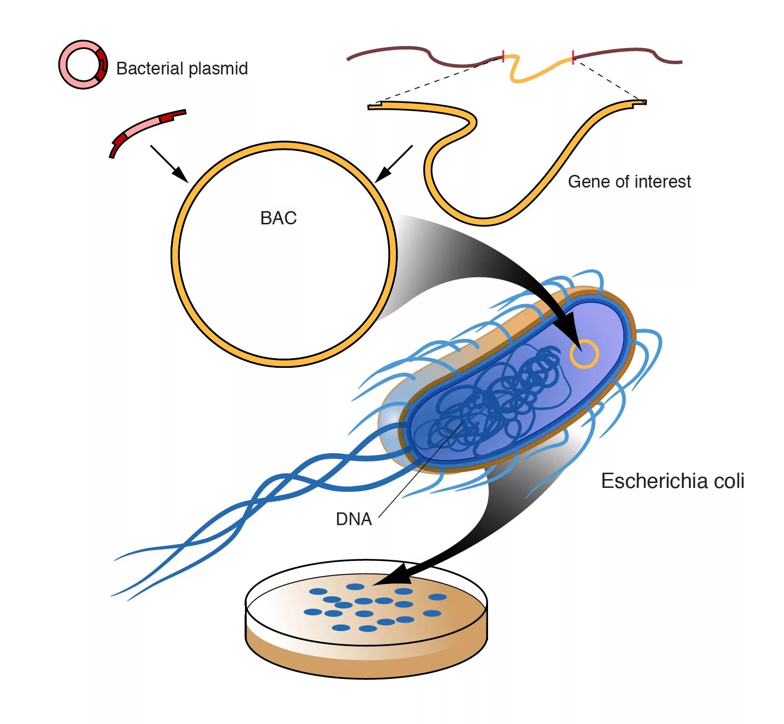 Исследователь трансформировал клетки бактерий плазмидой содержащей ген. Искусственная бактериальная хромосома. Плазмиды бактерий в генной инженерии. Бактериоцины плазмиды. Хромосома бактериальной клетки.