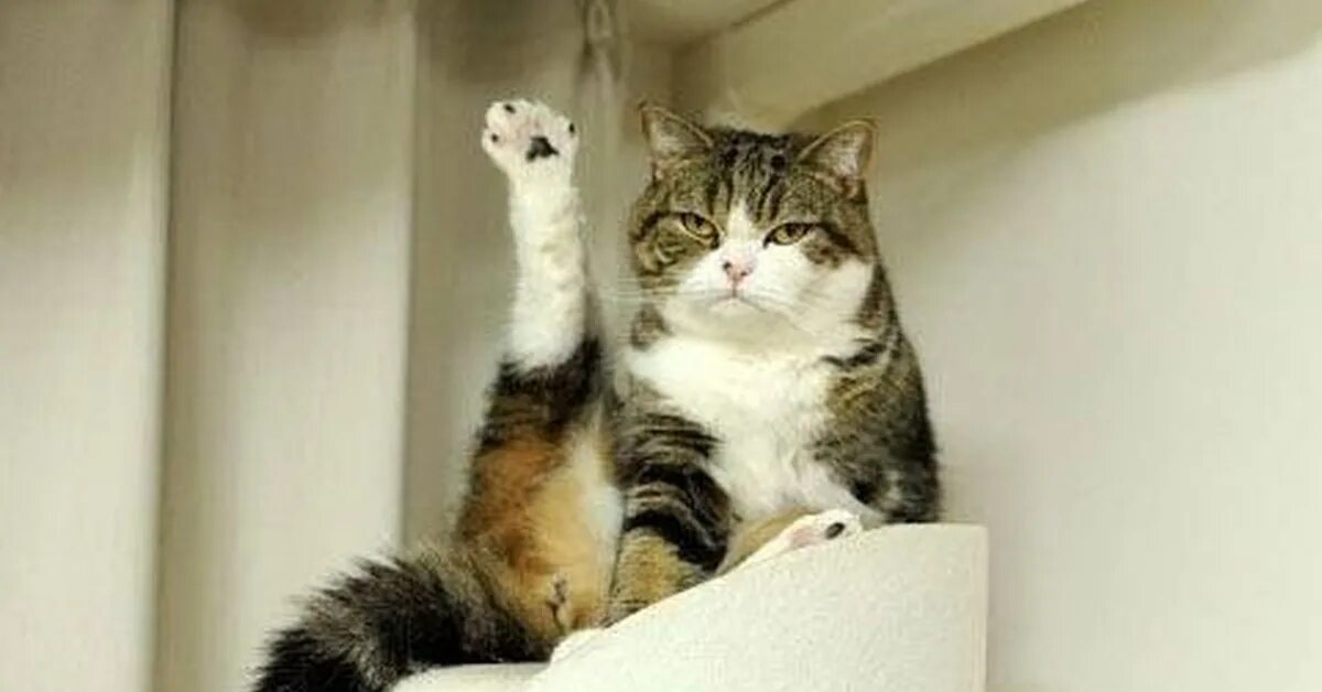 Катенок с лапкоми в верх. Котенок машет лапой. Кот машет лапой. Милые лапки котят. Милые коты.