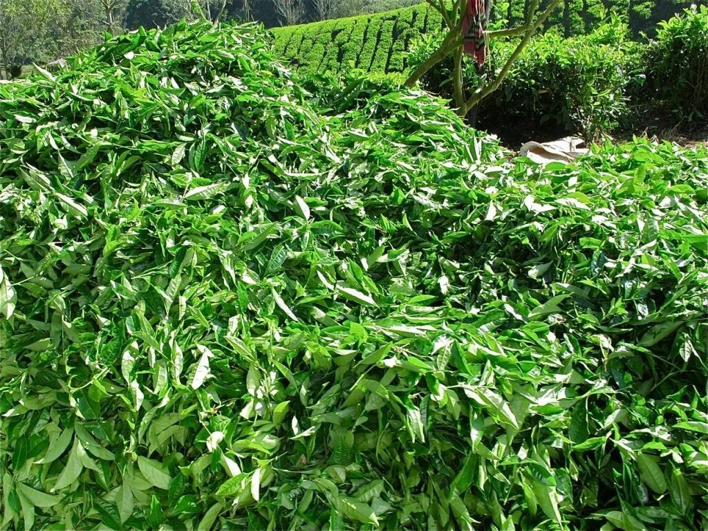 В россии растет чай. Чай растет. Выращивание чая. Как растет чай. Зеленый чай растет.